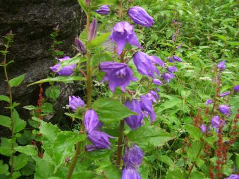 インドの花のチューブ 植物