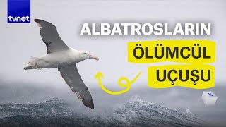 Albatros kuşları neden ölümüne kanat çırpar?