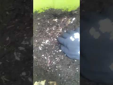 Update on my compost bin! Feeding my pet worms.