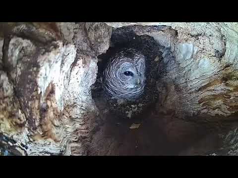 Barred Owls of Midtown Tulsa