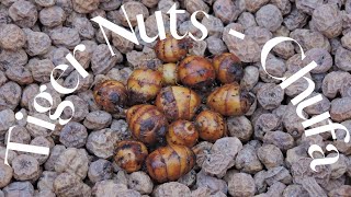 Tiger Nuts Chufa Harvest Ancient Edible Tubers