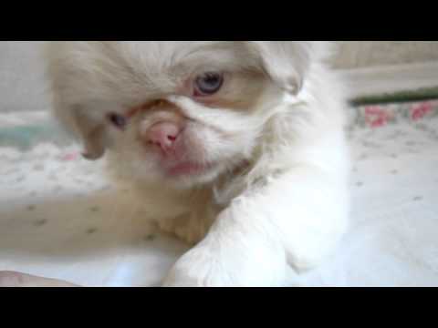 Albino Pekingese playing
