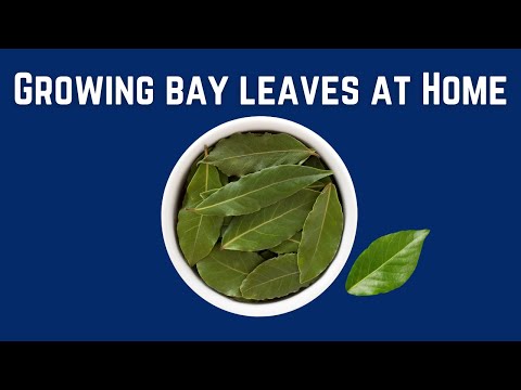 😲 Growing Bay Leaves Indoors: The Ultimate Indoor Herb Adventure!"