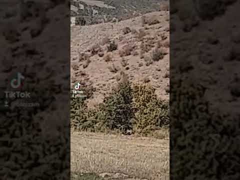 Türkiye'de Yaban Domuzu Avında Başarı Garantili