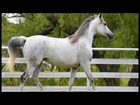 ARDENIA - Polish mare  by Equifor