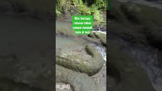 Download lagu Ular bertapa ratusan tahun#shortviral mp3