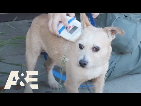 Live Rescue: Top 6 Animal Rescues - Part 2 | A&E
