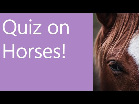 Quiz on Horses!