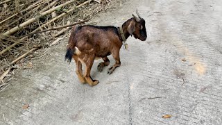 [問卦] 養羊好像比養狗好嘛!