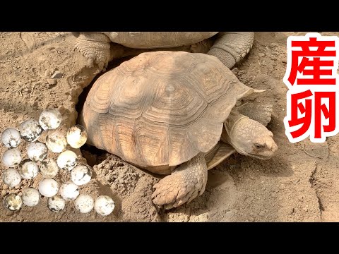 リクガメが大量の卵を産んでくれました