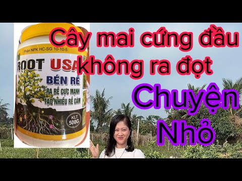 Chăm cây mai vọt đọt vù vù, 0397142252 hoặc 0947873959