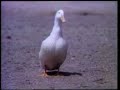 Classic Sesame Street Roosevelt Franklin Born To Be A Duck Take 1 HQ 1973 Full Version