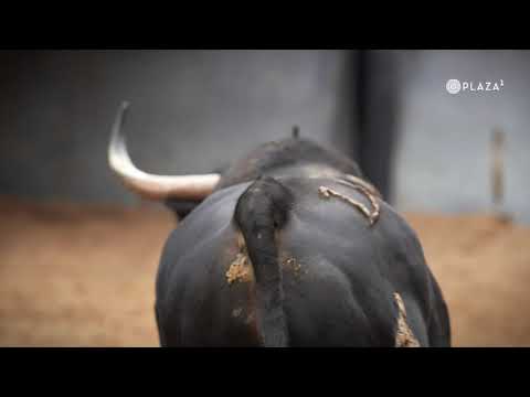 SORTEO | Toros de Fuente Ymbro, corrida toros 6 octubre