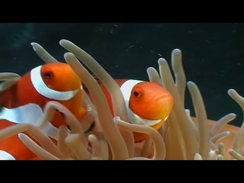 Anemonenfische / Clownfish, Nemo, div.