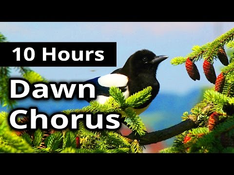10 Hours - DAWN CHORUS - Birds in the Morning - Ambiance for restaurants, spas, health farms...