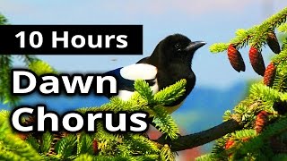 10 Hours - DAWN CHORUS - Birds in the Morning - Ambiance for restaurants, spas, health farms...