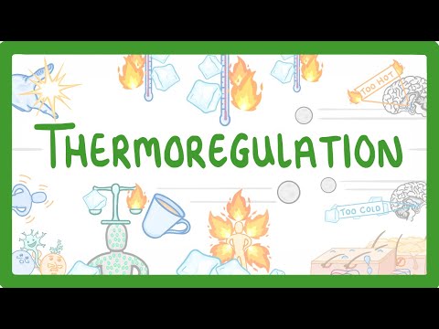 GCSE Biology - How We Control Our Body Temperature #55