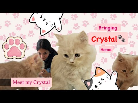 Finally my baby cat is home 🫣❤️