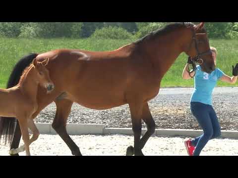 Valentino Q *30.05.20 Hengstfohlen v. Vivaldi x Lord Loxley x Lancer II