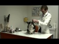 Vomiting In Dogs And Cats Southern Cross Vet S Approach