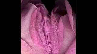 Phallic plants turn female visitors into botanical phallic!