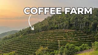 Where Does Coffee Come From? Coffee Farming, Processing & Pricing Explained!