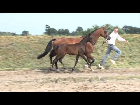 28. Itopio Paulowna (Lord Leatherdale x Johnson) www.veulenveilingprinsjesdag.nl
