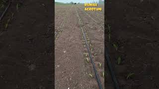 Download lagu Here's How to Plant Corn with Drip Irrigation Abroad mp3
