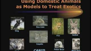 Zoo Veterinary  Medicine