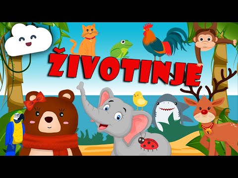 🐶 Učimo životinje | Domaće, divlje, morske | Zvukovi životinja | Mama Medo nas uči životinje 🐻