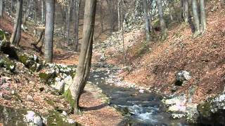 Alogia  Lisce minulih jeseni