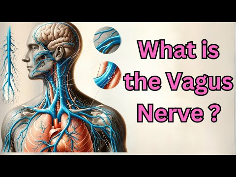 What is the Vagus Nerve?
