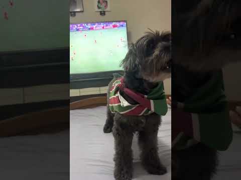 Pretinha Reage: Fluminense 5x1 River Plate