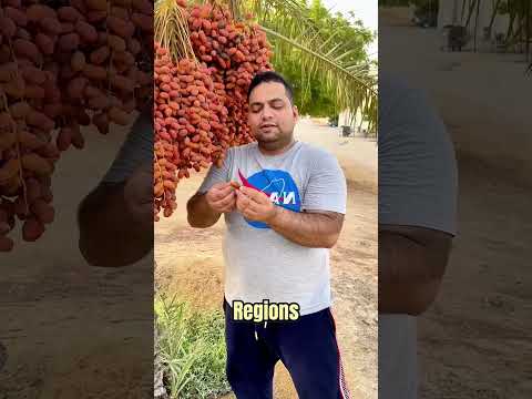 Medjool Dates: The King of Dates! | World's Most Productive Date Palm 🌴🌍