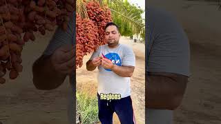 Medjool Dates: The King of Dates! | World's Most Productive Date Palm 🌴🌍