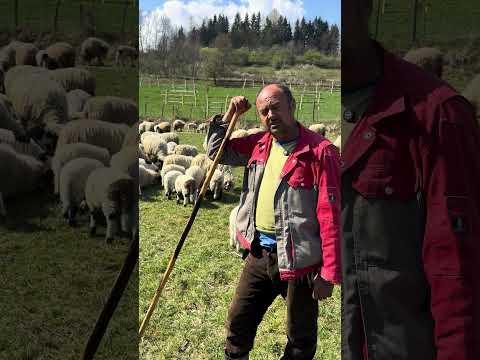 Cat Câștigă Un Cioban în Ieud .Maramures