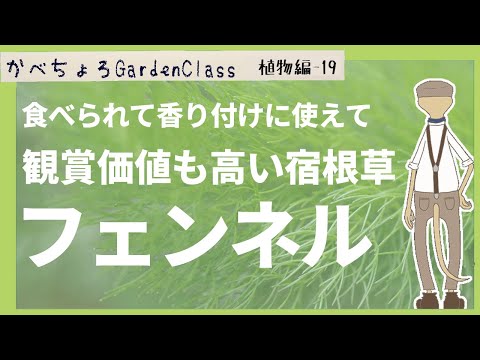 スパイス入りフェンネル 植物