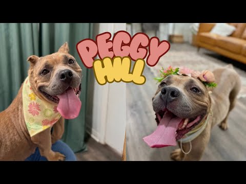 Peggy Hill, an adoptable Pit Bull Terrier & American Staffordshire Terrier Mix in Nashville, TN_image-1