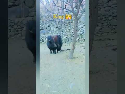 The king of animals #shortsvideo #youtubeshorts #ytshorts #yanu's World