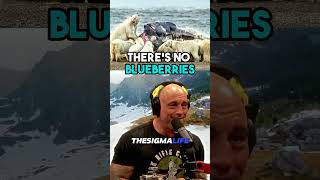 Why Polar Bears are the Most DANGEROUS Bears - Joe Rogan