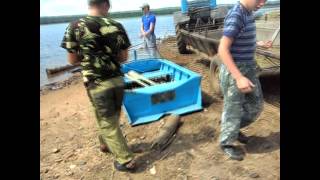 Рыбалка на тарме в братске