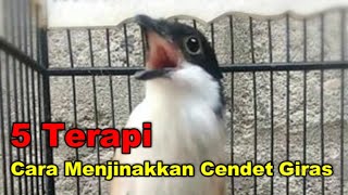 Download lagu 5 Terapi Cara Menjinakkan Cendet Giras mp3