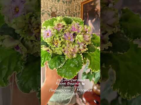 фото нд-интриганка фиалка 0