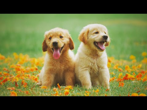 Adorable Dogs | Relaxing Music | Stress Relief | Calming Video