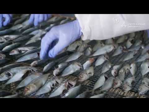 Fishing for Development