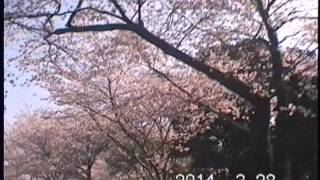 preview picture of video '2014年3月　桜巡り　延岡市恒富小学校・イオン前～西都原古墳群'