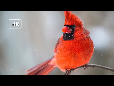 Northern cardinal video in 4k ( northern cardinal ) beautiful northern cardinal bird video in 4k