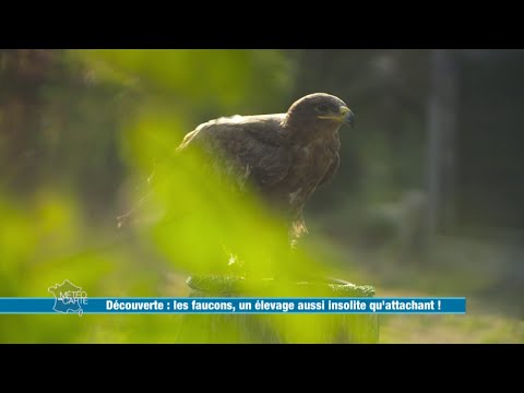 Falcons, a breeding as unusual as it is endearing! - Weather map