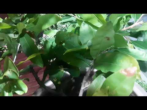 cách chăm sóc cây mai vàng miền bắc