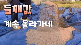 들깨값이 계속 올라만 가네 ~사기도 힘들다고
